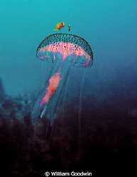Less than 10 cm across, this Pelagia noctiluca was callin... by William Goodwin 